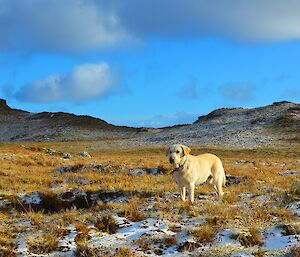 Flax, the golden labrador, somewhere on the western escarpment