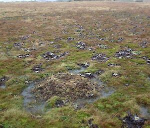 Wandering albatross nest somewhere on the featherbed