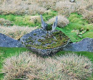 A large whale vertebrae bone surrounded by cushion plants and grass the disc of the vertebrae is partially covered in moss. The bones have been there for around 200 years