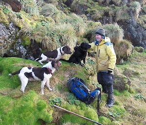 Joker, Colin and Wags (three dogs) sitting on a cushion plant covered ledge, while Nick looks on from a level slightly below the ledge