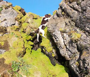 Joker, a brown and white Springer spaniel climbing up a cushion plant covered rock stack