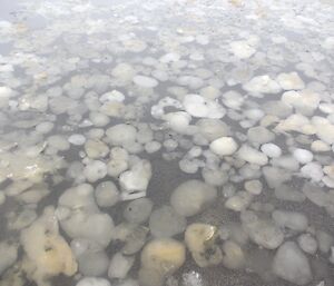 Ice lumps in Island Lake – looks much like many jellyfish in the lake