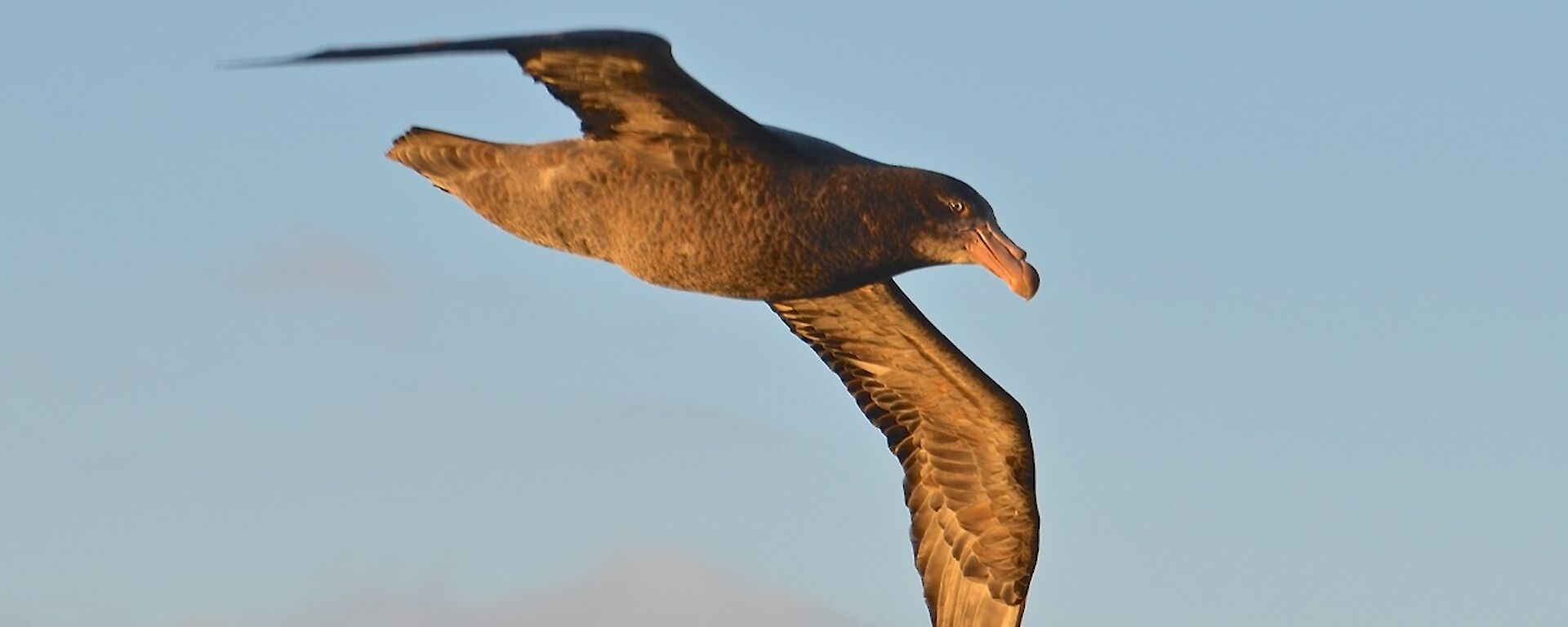 Giant Petrel in flight during the late afternoon