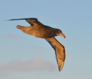 Giant Petrel in flight during the late afternoon