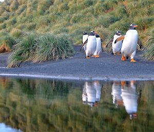 Five gentoo penguins walking along the bank of a wallow pool alongside Razorback Ridge. They are reflected in the pool