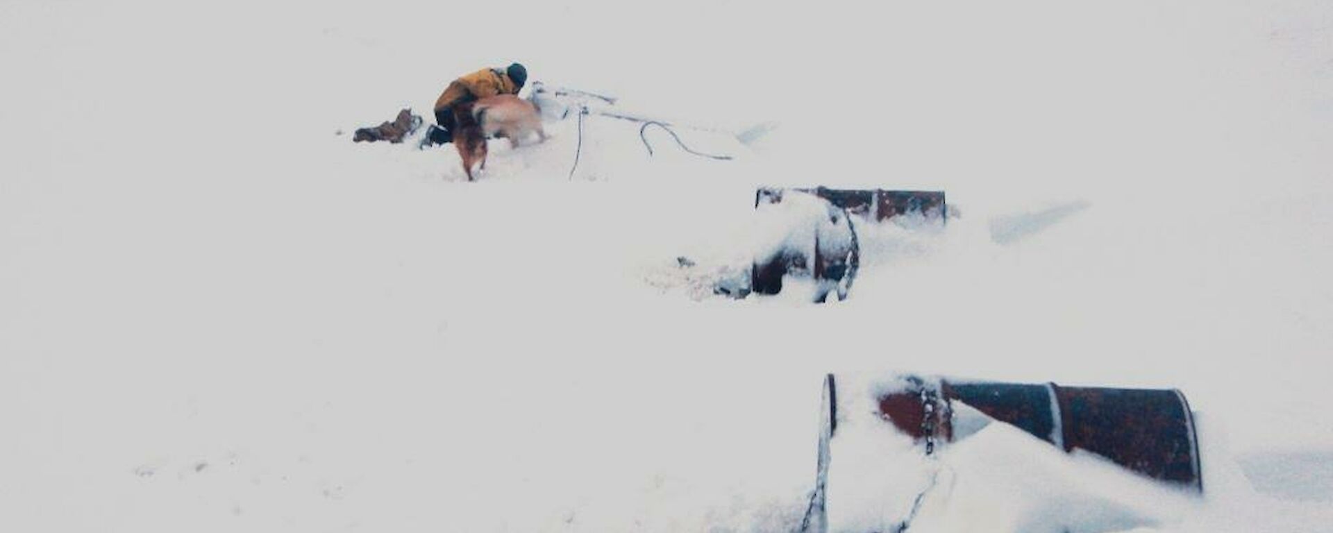 The scene is of three kennels (made from drums) mostly buried in deep snow. Ange and a couple of the dogs digging out the snow from the kennels at Eitel hut