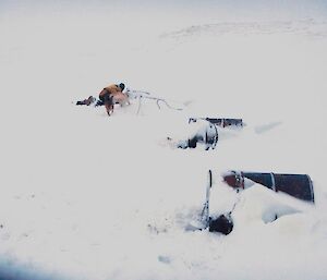 The scene is of three kennels (made from drums) mostly buried in deep snow. Ange and a couple of the dogs digging out the snow from the kennels at Eitel hut
