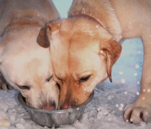 Flax and Finn, both with their snouts into a steel bowl, share a drink after a hard day of supervising