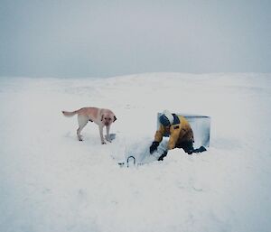 Ange’s digging into the deep snow covering the cage pallet, whilst being supervised by Finn, the labrador, who is standing beside the hole