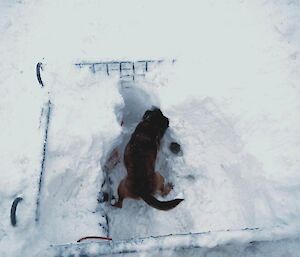 Cody, the terrier, digging out the snow in the cage pallet