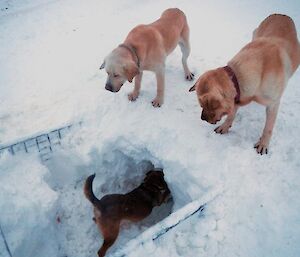 Flax and Finn supervising Cody. While Cody (the terrier) digs out snow in the cage pallet, the two labradors Flax and Finn look on from above the hole