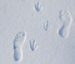 Travellers — footprints in the snow, human and giant petrel side by side