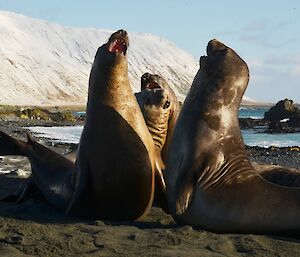 Shows two elephant seals jousting on the isthmus with another two fighting just behind the first pair. The rugged snow covered slopes provide a contrasting backdrop