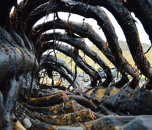 Elephant seal skeleton — the photo was taken inside the rib cage and shows the spine on the left and the green hills through the gaps