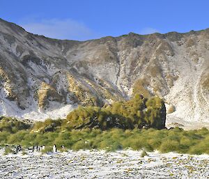 The snow covered slopes behind Langdon Bay. In the foreground is the beach followed by an area of tussock and several gentoo penguins