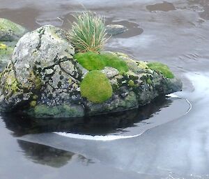 West Coast — small rock island on Duck Lagoon that is covered with lichen, cushion plants and a tuft of grass. The rock is surrounded by patches of ice