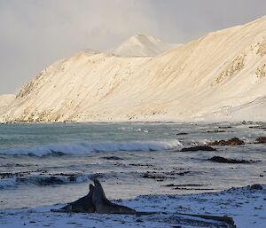 View of the snow covered slopes on the East Coast from the isthmus. A couple of elephant seals are fighting on the snow covered shore in the foreground