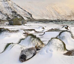 A snow and ice encrusted elephant seal lies amongst the tussock in the foreground with a snow covered magnetic quiet zone, Hasselborough Bay and the slopes up to the plateau in the background