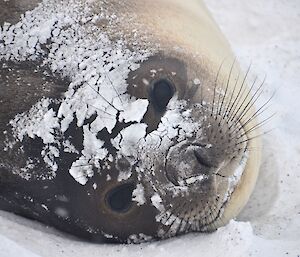 A elephant seal encrusted in snow and ice
