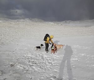 Karen on the snow covered plateau with the dogs Ash, Chase, Bail and Finn. The shadow of the photographer is distinct on the snow