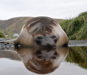 An elephant seal lies at the edge of a puddle on the track from the station. It casts an almost perfect reflection in the puddle