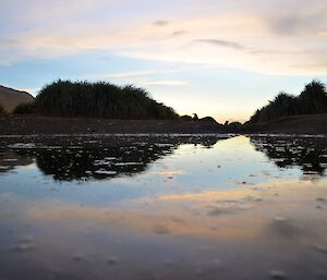 Sunset reflected in a wallow west of Razorback Ridge. The tussock and a couple of gentoo penguins beyond the wallow are silhouetted