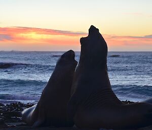 Elephant seals duelling, silhouetted against the sunset over Hasselborrough Bay