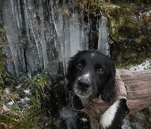 Ash the springer spaniel admires some Ice Art. Ash is standing in front of large icicles in a sloping bank