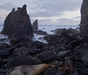 Western point of Hurd Beach — The photo is taken from near the waters edge and shows a couple of sharp pointed rock stacks in the water and a young elephant seal in the foreground.
