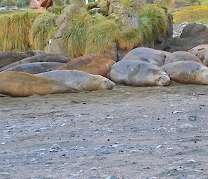 11 elephant seals ‘snoozing’ in front of a rock stack near the helipad on the isthmus