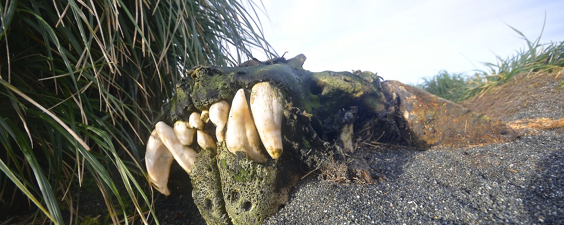 The skull of a large elephant seal near the station, showing all its teeth. The bone is covered in green algae and moss
