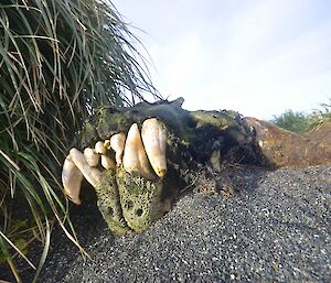The skull of a large elephant seal near the station, showing all its teeth. The bone is covered in green algae and moss