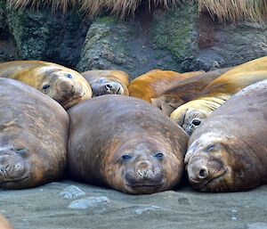 Some of the bigger boys are returning — a close up of several elephant seals lying together by a rock stack on the isthmus