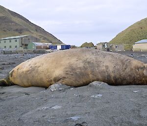 The big boys are returning — a very large elephant seal, approximately 5.5 metres in length, lying on the west beach, with the station buildings in the background