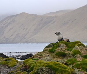 A quiet evening in Garden Cove — a lone fur seal sits atop of a moss and grass covered rock. Behind is the open expanse of Buckles Bay with the eastern slopes of the escarpment in the hazy distance