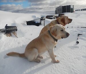 Finn and Flax, sitting in front of a row of dog kennels buried in deep snow, enjoying a bit of sun after the heavy snow. A water-tank hut is in the background