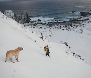 Ange and two of the dogs negotiating there way down a steep snow covered slope. Waves are washing onto the rugged, rocky coast below the slope