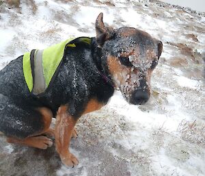 One of the rat dogs (terrier) looking decidedly uncomfortable and cold as he is has snow and ice sticking to his short fur. At least he is wearing a green high visibility vest