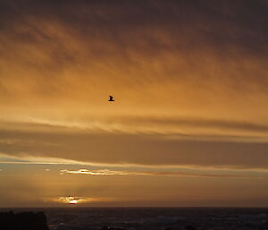 A predominantly orange shade sunset, showing the half orb of the sun near the horizon and a lone bird in flight silhouetted