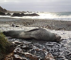 Leopard seal, lying on its side on a snow covered beach at Green Gorge