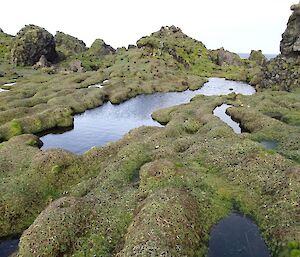 Somewhere on Hurd Point — shows several small tarns surrounded by green vegetation with several rock stacks in the background