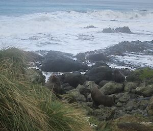 A couple of fur seals south of Waterfall Bay, just beyond the tussock on a rocky beach