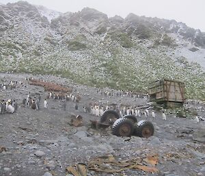 Several large groups of king penguins adults and chicks near the old Lusitania Bay hut. Four wheels attached to a chassis of a wrecked Larc can also be seen on the beach. There is a light dusting of snow on the wheels and the the steep slopes behind the beach