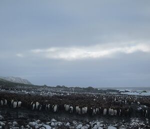 Lusitania Bay king penguin colony — looking north along the beach at a mixture of hundreds of adults and chicks