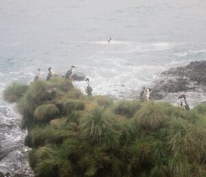 Nine Macquarie Island shags roosting on top of a tussock covered rock stack next to the ocean
