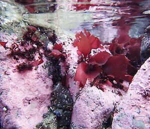 A photo taken underwater somewhere in the south of the island. It shows red coloured kelp clinging to a pink coloured rock face