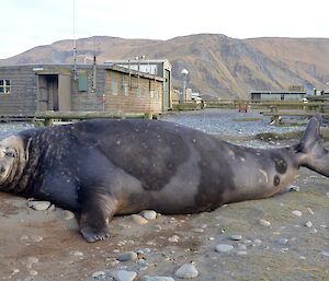 The return of the big boys — a large elephant seal seal with dark colouring, near the ANARE sat dome and Communications building