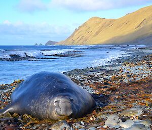 A large elephant seal lies on the rocky east beach. A little further up the beach a mottled silver and grey leopard seal can be seen. The escarpment slopes to the beach in the background, with the Nuggets seen on the horizon