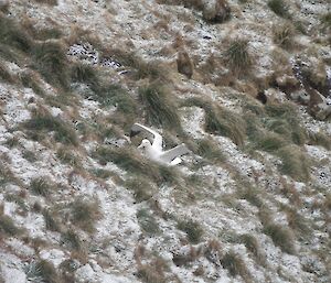 Wandering albatross on a slope amongst the snow covered grass