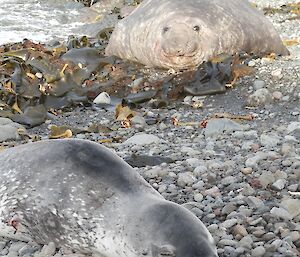 Leopard seal in the foreground and a large elephant seal behind it on the rocky beach at Waterfall bay